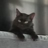 Profilbild von Levi