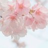 Фото профиля さくら餅/ちょい低浮上