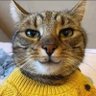 Mucahit profil fotoğrafı