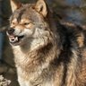 Profilbild von Wolf