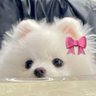 は るꕀ🎀 ͗ ͗ 的头像