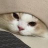 Profilbild von bobzhu