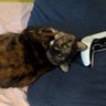 Melissa✨😺| FREE PALESTINE 的头像
