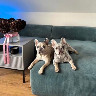 TheFrenchie123's profile picture