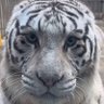 Avenry profil fotoğrafı