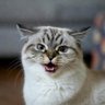 Profilbild von decoded