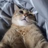 Фото профиля gui