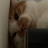 Zaseru小夜's profile picture
