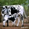 Pogba's Fan 的头像