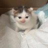 ItsTofii profil fotoğrafı