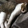 猫と炬燵と 的头像
