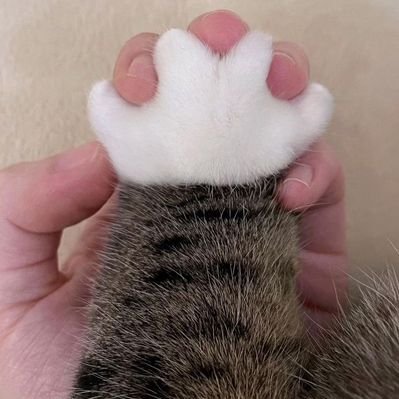Human Owned by Cat 😺's profile picture