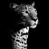 Profilbild von O M Alwadiy