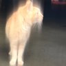 Oliver, Scampi & Hazel RIP 🐈🐈🐈⬛🌈🙏's profile picture