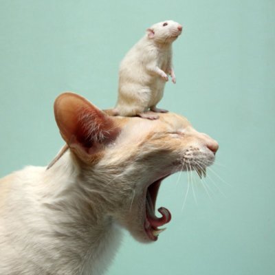 ShoryuPaw's profile picture