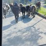 Фото профиля çoban