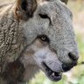 FOLAHAN profil fotoğrafı