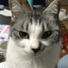 maru's profile picture
