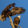 Carolyn Lagarenne profil fotoğrafı