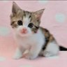みけねこみけこ👑🍓's profile picture