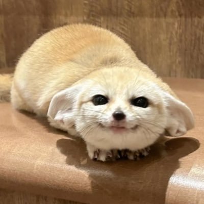 🦨's profile picture