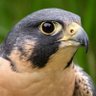 Falcon Niner's profile picture