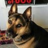 Shadowbanned Reddog1776 ✝️🇺🇸's profile picture