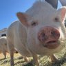 princess pork profil fotoğrafı