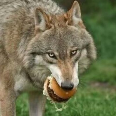 VAUK29651579's profile picture