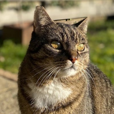 adi's profile picture