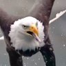 チューリップ profil fotoğrafı