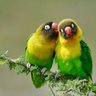 Nature 🦜and Music 🎶's profile picture