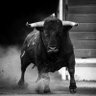 El Toro's profile picture
