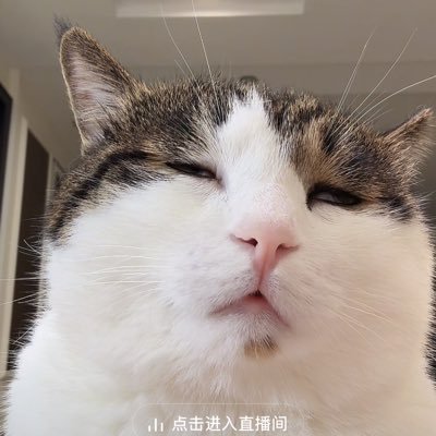 yinqimaomao's profile picture