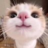 Michita 🐈 的头像