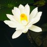 電電's profile picture