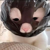 𝑱𝒂𝒔𝒎𝒊𝒏𝒆 天才小猫咪's profile picture