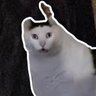 Фото профиля Ha Diyen Kedi