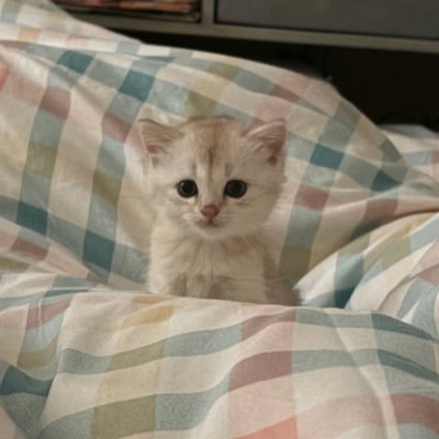 面包小ka's profile picture