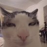 zoro profil fotoğrafı