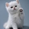 Meow Monetization Family 😻 profil fotoğrafı