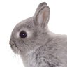 Profilbild von gordie