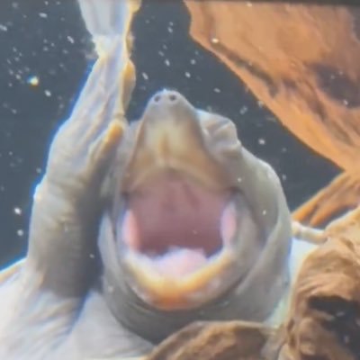 ゴミとクズの飼い主's profile picture