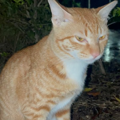 Shicho_713's profile picture