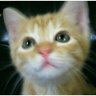 猫和尚(シン･猫の手) 的头像
