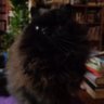 Toto & 🌈Titus & 🌈 Bommel's profile picture