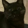 Фото профиля WanderingBlackCat