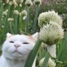 Фото профиля ねぎ坊主