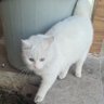 Profilbild von Çok_Saçma