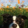 laxiianyuuer's profile picture